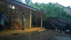 Pohon Beringin di Bangsal Sewoko Projo Tumbang
