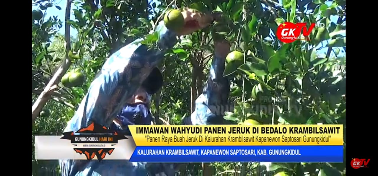 Wabup Gunungkidul Panen Jeruk di Bedalo Krambilsawit