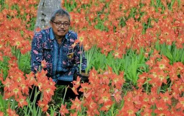 Gb. Panewu Patuk Foto di Kebun Amarilys Patuk
