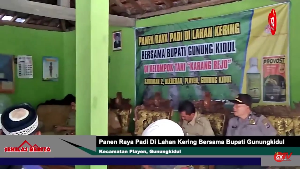 Panen Raya Padi Di Lahan Kering Bleberan Playen Bersama Bupati Gunungkidul