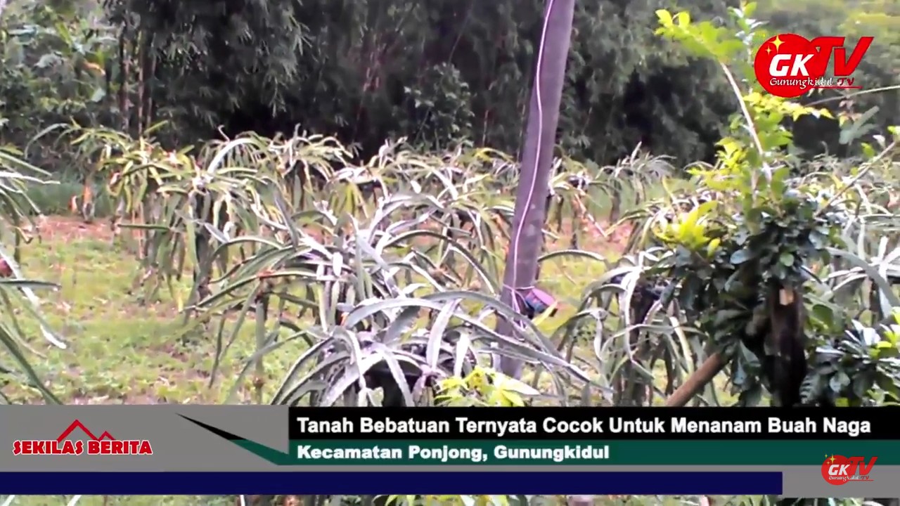 Tanah Bebatuan Gunungkidul Ternyata Cocok Untuk Menanam Buah Naga